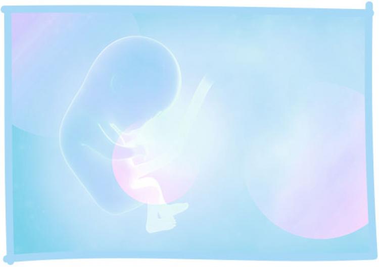 Embryo in Fruchtblase als Teaserbild für Ratgeber-Bereich