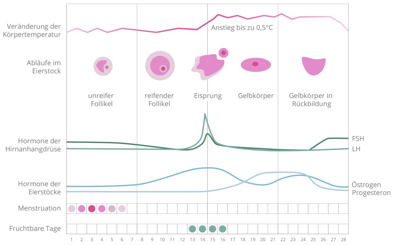 Grafische Darstellung Monatszyklus inklusive Zeitstrahl zu Menstruation bis hin zu Eisprung und fruchtbaren Tage